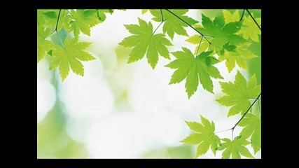 The Five Lords Guitars - The Green Leaves Of Summer 