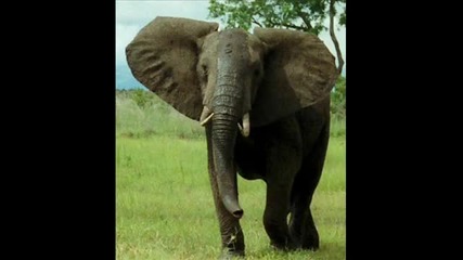 The 10 Most Dangerous Animals On The Planet