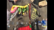 Конкурс за красота сред слонове беше проведен в Непал