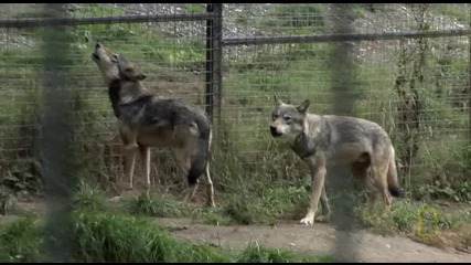 4/6 Човек сред Вълци - A Man among Wolves ( National Geographic )
