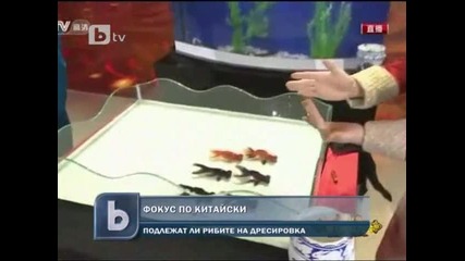 Фокус с риби (китай) 