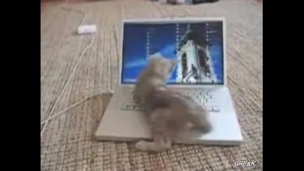Коте си играе с лаптоп