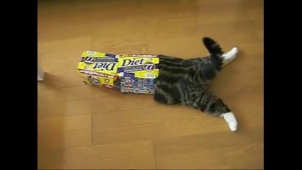 котето Мару показва как се влиза в опаковка (смях)