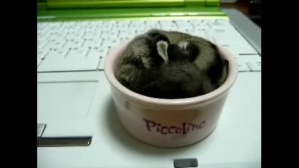 sugar glider ninja boy in cup 