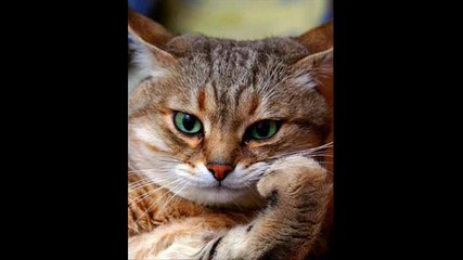 Котарака Плус feat Хелан - Колко ми липсваш В памет на Стиви - първото лайно летец ; ( Пародия 