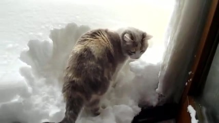 Коте чисти сняг