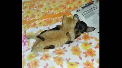 Very funny animals