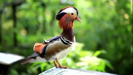 Мандаринка -много Красиво Патенце-mandarin Duck