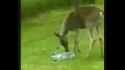 Bambi Е Реален