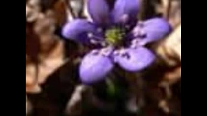 Природа