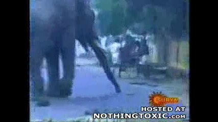Слон Тъпче И Хвърля Човек 
