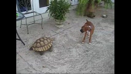 Куче се плаши от костенурка смях