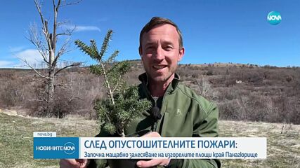 След пожарите: Започна мащабно залесяване на изгорелите площи край Панагюрище