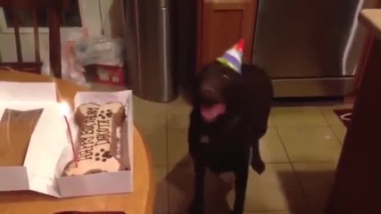 Куче се вълнува от очакване да захапе своята торта за рождения си ден