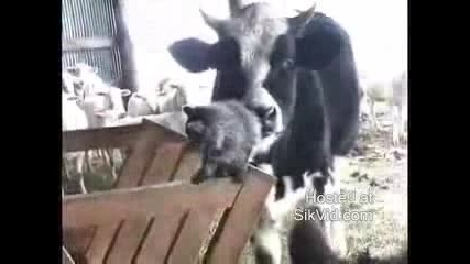 Кравите обичат котета 