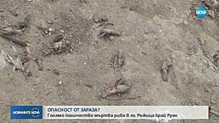 Тонове мъртва риба изплува в язовир Ръжица