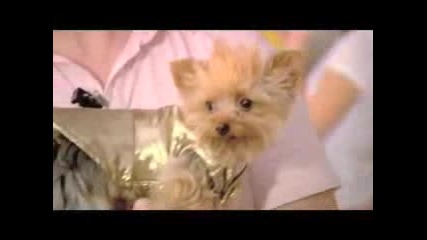 [hsm] Manly [много е сладко това кученце]