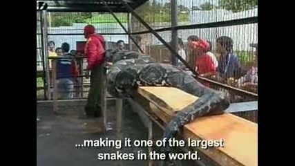 Най - Голямата Змия В Света
