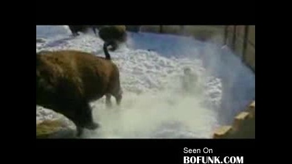 Man Attacked By Ticked Off Bison