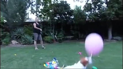 Рекордите на Гинес : кучето което обича да пука балони! 