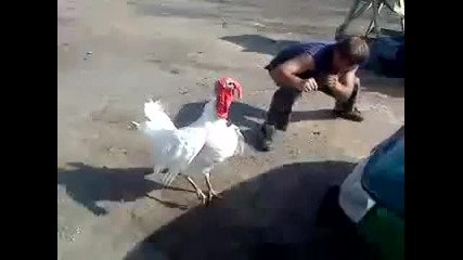 Руснак се бие с пуйка