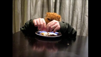 Котка яде с ръце като човек