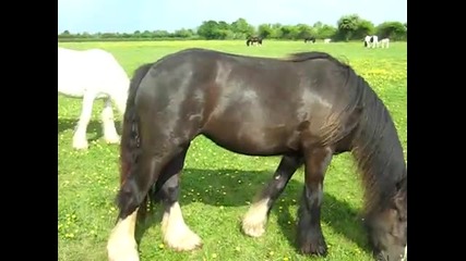 mare foal 