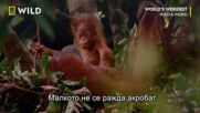 Животът на орангутаните | Най-чудатите твари | NG Wild Bulgaria