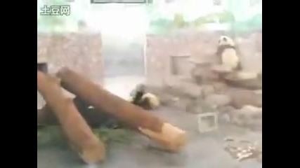 панда избяга от зоологическата градина 