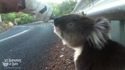 Колоездач среща на пътя жадна коала
