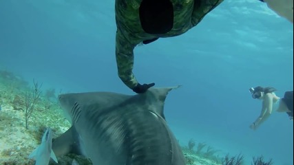 Страхотно - Да плуваш сред Акули - Shark Riders - Dive Housing
