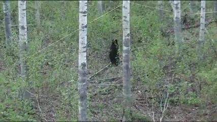 Това е невероятно . На какво е способна черна мечка за да достигне храна .