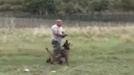 Как тренират кучета в британските специални части?