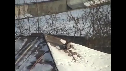Врана имитира каране на сноуборд