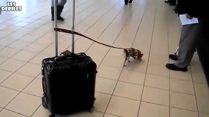 Малко сладко куче дърпа куфар на стопанката си!