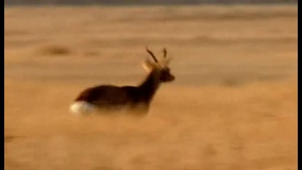 В сянката на Сибирският тигър 