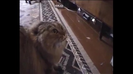 Смях! Говореща котка !!