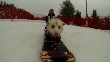 Космати сноубордисти