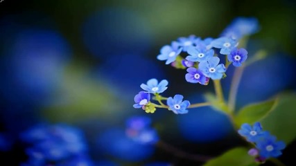 Синьо цвете ... Незабравка! ... (по стихове на iren5) ... (music Ernesto Cortazar) ...