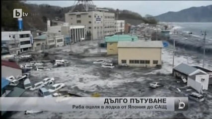 Риба оцеля след като пропътувала разстоянието от Япония до Сащ на лодка