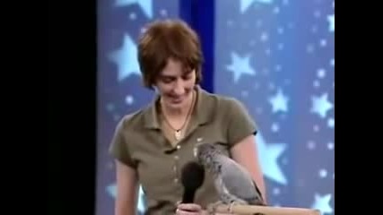 Einstein the famous talking African Grey Parrot!
