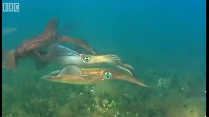 Bizarre fish in Kelp Seas - Blue Planet - Bbc Earth 