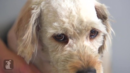 Бездомно куче получава прическа, която спасява живота му