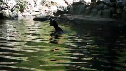 Прасе спасява давещо се малко козле във водата!
