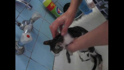 Коте се къпе на чешмата :)