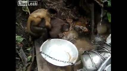 Маймунка домакиня
