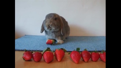 Сладкото зайче има богат избор от ягоди.•ушко Добродушко.