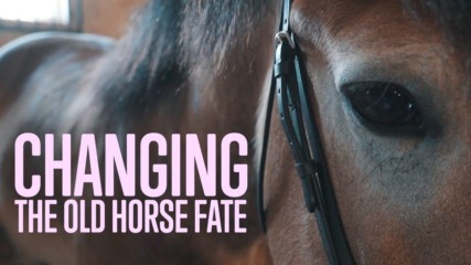 Sparing horses from slaughter
