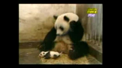 Стрестната Панда