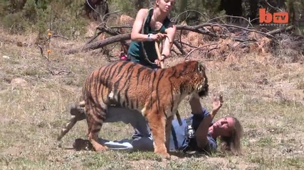 Тигър атакува човек - Real Tiger Attack Stunt